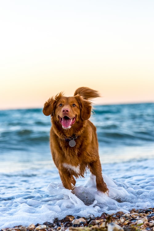 What to know when searching for the best chiropractor for dogs!